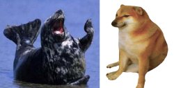 Cheems entertains laughing seal Meme Template