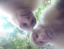 monky when gopro Meme Template