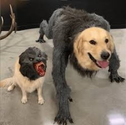 Dog vs. wolf but with heads swapped Meme Template