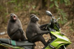 Motorcycle Monkeys Meme Template