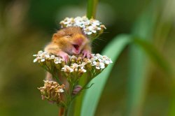 Laughing Mouse Meme Template