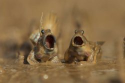 Singing Frogs Meme Template