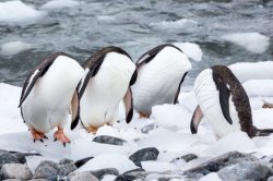 Headless Penquins Meme Template