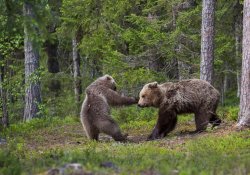 Bear Baiting Meme Template