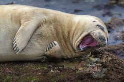 Laughing Seal Meme Template