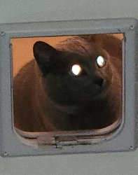 grey cat with laser eyes Meme Template