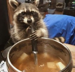 Cooking Raccoon Meme Template