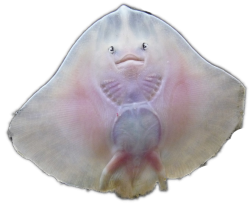 Baby Stingray Meme Template