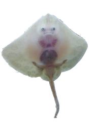 Baby stingray Meme Template