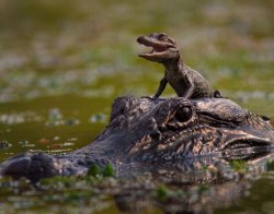 Baby Alligator enjoying a ride on mom’s head Meme Template