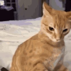 Cat Meme Template