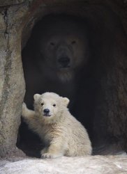 Polar Bear Cave Meme Template