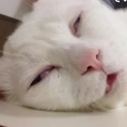 sleeping cat Meme Template