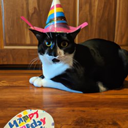 silly cat with birthday stuff Meme Template