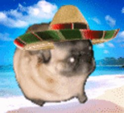 Beach pug Meme Template