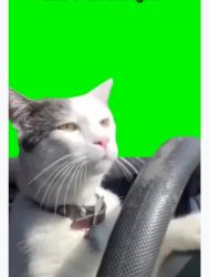 cat driving Meme Template