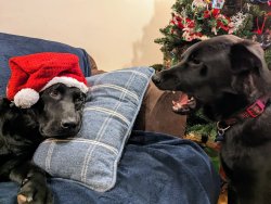 Arguing Christmas dogs Meme Template