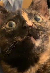 Shocked Cat Meme Template