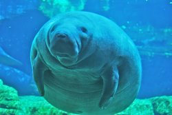 Annoying Manatee Meme Template