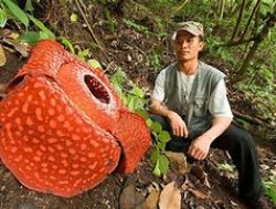 Rafflesia Meme Template