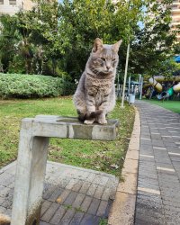 Cat waiting Meme Template