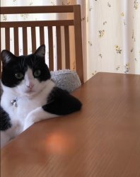 cat in a table (found on tiktok) Meme Template