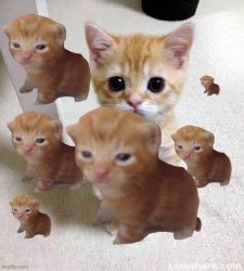 cutsie Meme Template