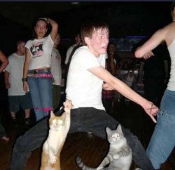 cat party Meme Template