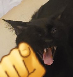 Black Cat Laughs Meme Template