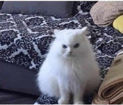 Angry white fluffy cat Meme Template