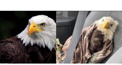 Bald eagle comparison Meme Template