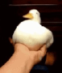 Chinkin Meme Template