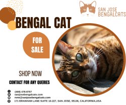 Bengal Cat for Sale | San Jose Bengal Cats Meme Template