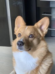 sus corgi Meme Template