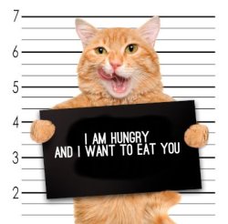 Hungry Kitty Mugshot Meme Template