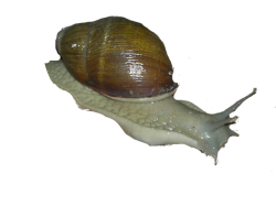 snail transparent Meme Template