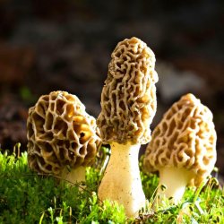 Morel mushrooms Meme Template