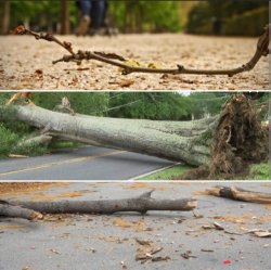 Radioing a branch in the roadway Meme Template