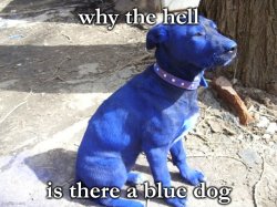 wtf why blue dog Meme Template