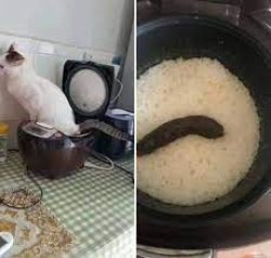 Cat Shat In A Rice Cooker Meme Template