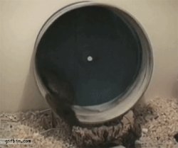 Hamster wheel Meme Template