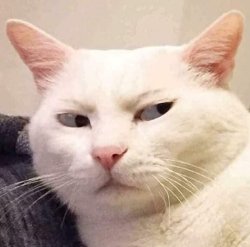 Side eye cat Meme Template