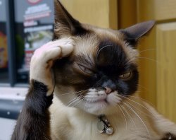 Grumpy Cat Roll Safe Meme Template