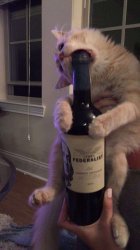 cat and alcohol Meme Template
