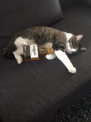 cat sleeping with alcohol Meme Template