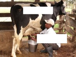 milk cow Meme Template