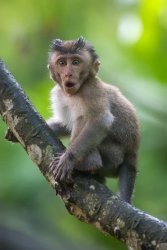 Small Macaque Meme Template