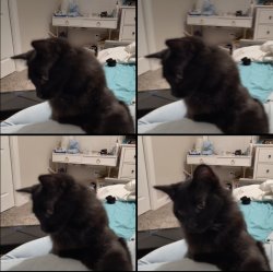 Confused Cat Meme Template