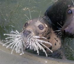 Whisker seal Meme Template