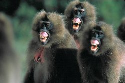 laughing baboons Meme Template